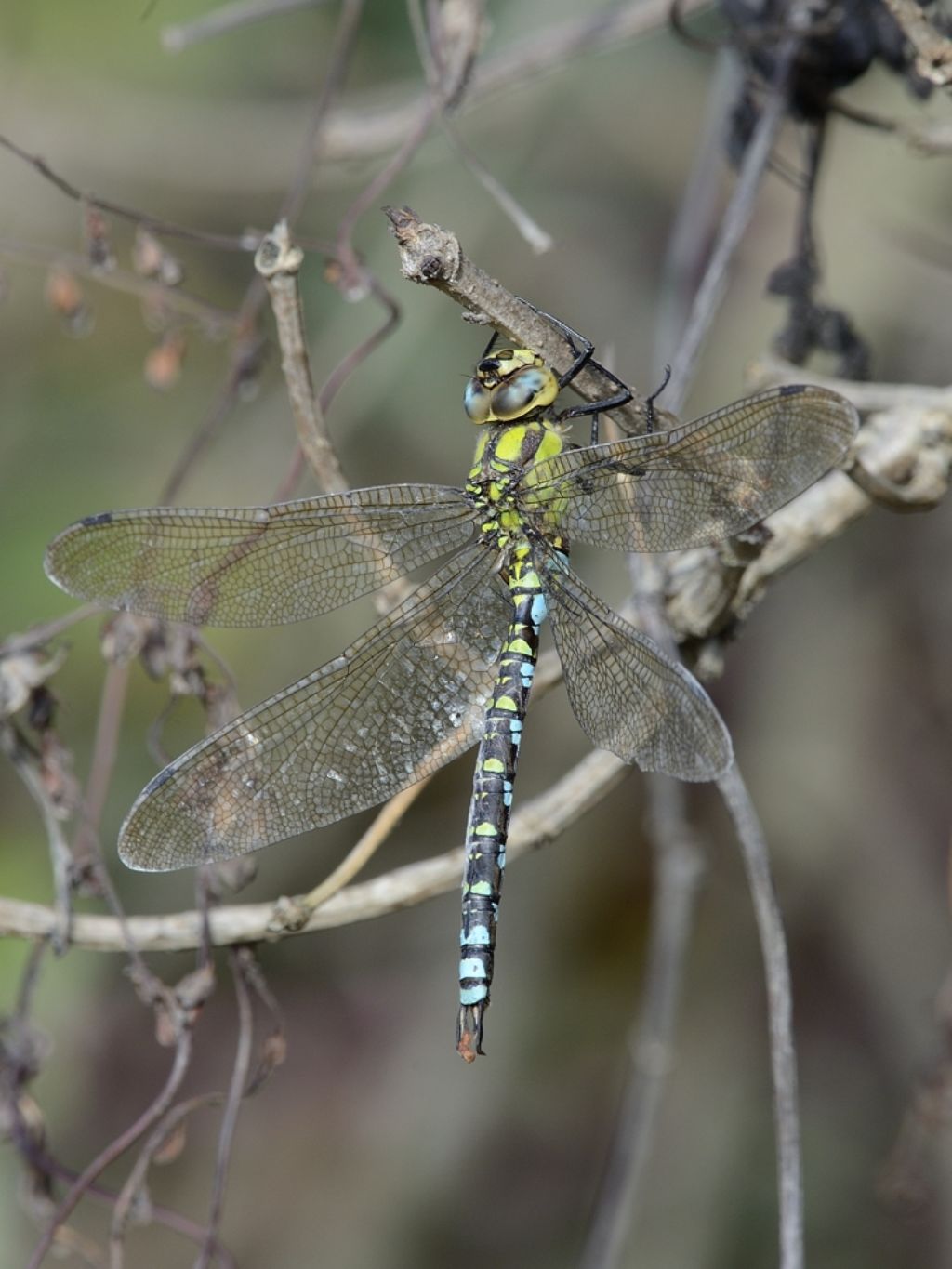 Una Cyanea ancora intatta....